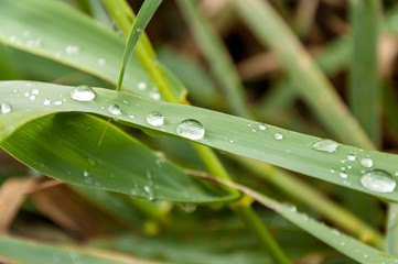 Obraz premium Drops in the nature