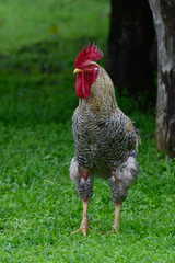 Beautiful barred free renage rooster in a rural farm