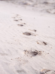 Footprints in the desert