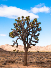 Joshua tree in californian desert