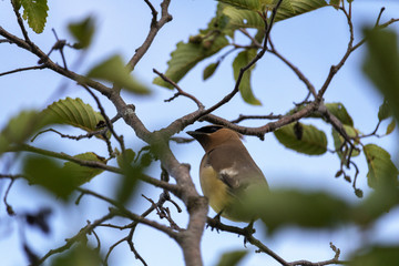 Jaseur d'Amérique, Cedar Waxwing Bombycilidés