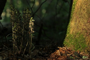 Obraz premium Violette Stendelwurz (Epipactis purpurata) 