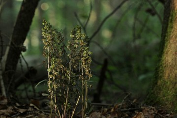 Violette Stendelwurz (Epipactis purpurata) mit Wespe
