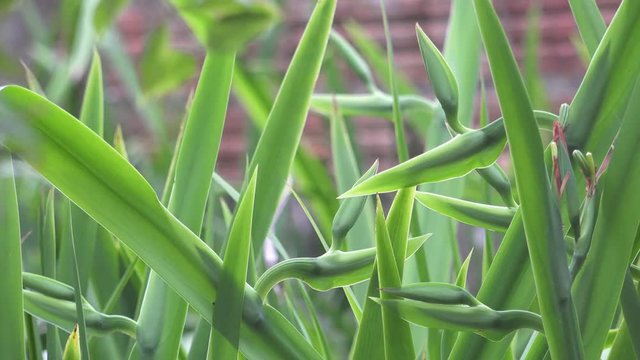 Folhas verde de planta