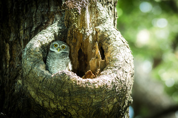 Spotted owlet