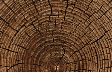 the age of the tree, sawn timber, brown wood texture, cut wood