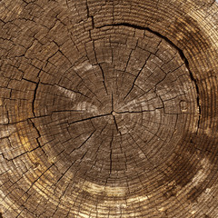 Fototapeta premium the age of the tree, sawn timber, brown wood texture, cut wood