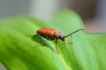 Männlicher Rothalsbock auf grünem Blatt in der Natur