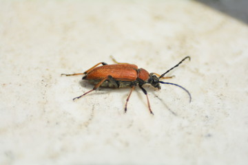 Rothalsbock   (  Stictoleptura rubra  )   Käfer  auf hellem Hintergrund mit Textfreiraum