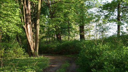 forest_road_18