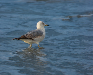 Seagull in the surf.