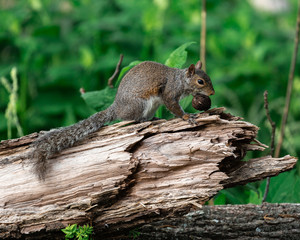 Naklejka na ściany i meble Gray squirrel eating a hickory nut.