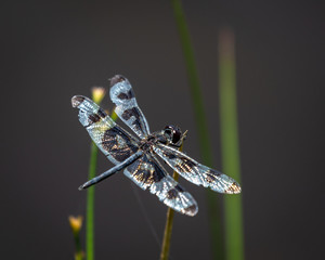 Dragonfly resting near a pond.