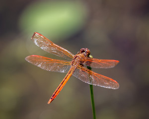 Orange dragonfly