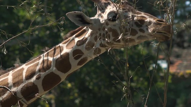 Giraffe is eating tree leaves on sunny day