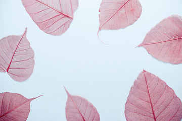 openwork pink autumn leaves Frame on a blue background