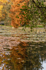 Pond with reflection and autumn leaves
