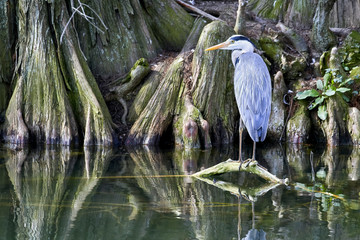 a gray heron on a root that protrudes above the water of the pond