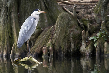 a gray heron on a root that protrudes above the water of the pond