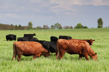 byki i krowy pasące się na polu - obrazy, fototapety, plakaty
