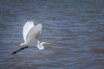 Great Egret (Ardea alba) in Flight