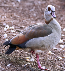 An Egyptian goose (Alopochen aegyptiaca) resting on the shore of the pond
