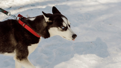 Closeup portrait of grumpy Siberian husky dog