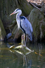 a gray heron on a root that protrudes above the water of the pond