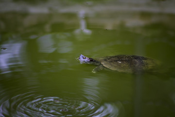Tortuga Nadadora