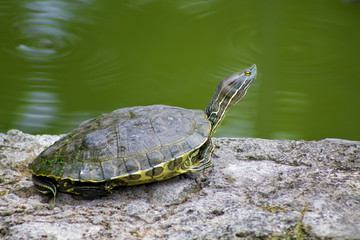 Fototapeta premium Que hare ahora?