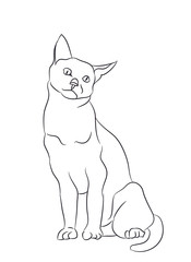 cat lines, vector