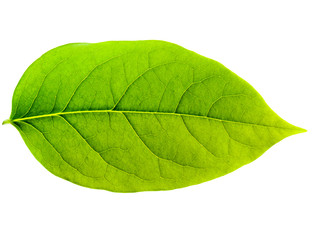 Obraz premium Gooseberry leaves isolated on white background, Green leaf of gooseberry.