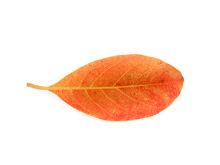 Dried jackfruit leaves are isolated on a white background.