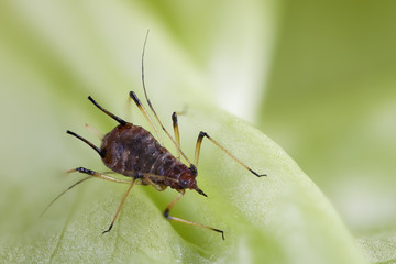 Blattlaus Uroleucon