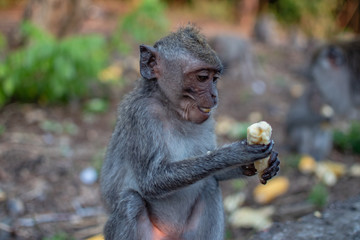 An young little macaque monkey look on banana. Cute monkeys