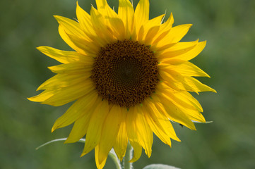 The beautiful sunflowers from a sunflower farm