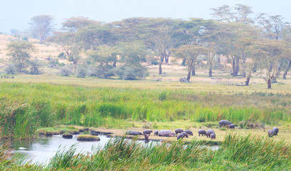 A nursery of hippopotamuses in Ngorongoro crater ,Tanzania.
