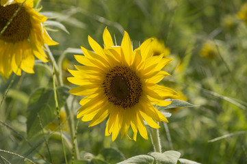 The beautiful sunflowers from a sunflower farm