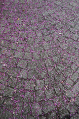violet flowers on the street in Albi