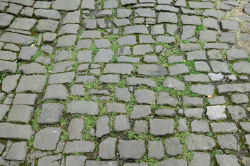 moss between stones in an old street