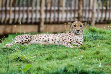 Zoo de Beauval - Guépard