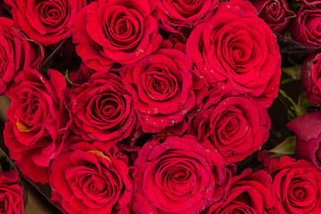 Tight bouquet of scarlet roses
