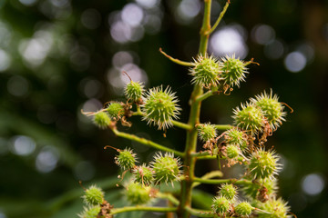 Young chestnut fruit on a green background