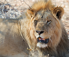 Old lion with one eye missing at sunset, Ongava Game Reserve, Namibia