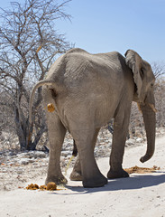 Elephant urinating and defecating in Etosha National Park, Namibia.