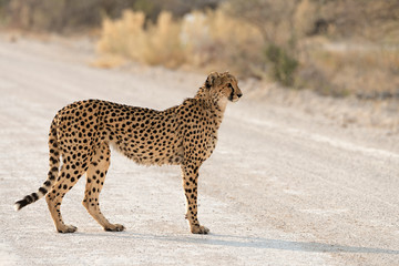 Female cheetah crossing the road in Etosha National Park, Namibia