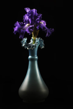 Purple Bearded Iris in a Vase