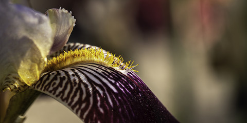Yellow Bearded Iris purple Falls