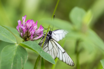 Butterfly on flowers