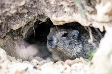 Une marmotte curieuse dans son terrier